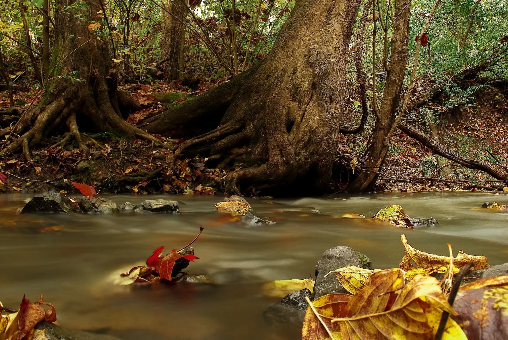 Cover Image for Why Autumn Trail Running Beats Every Other Season