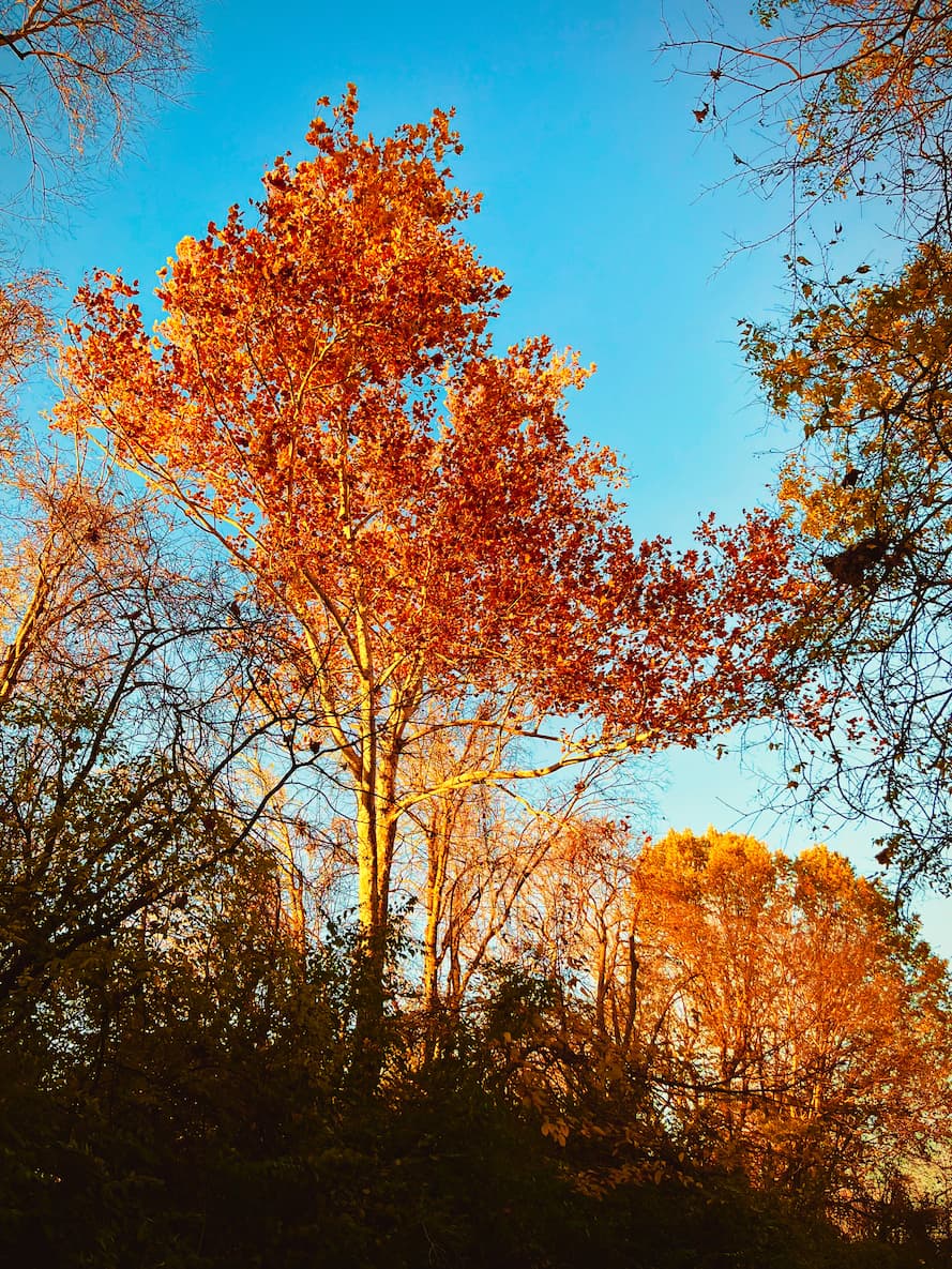 The leaves dwindle The leaves dwindle