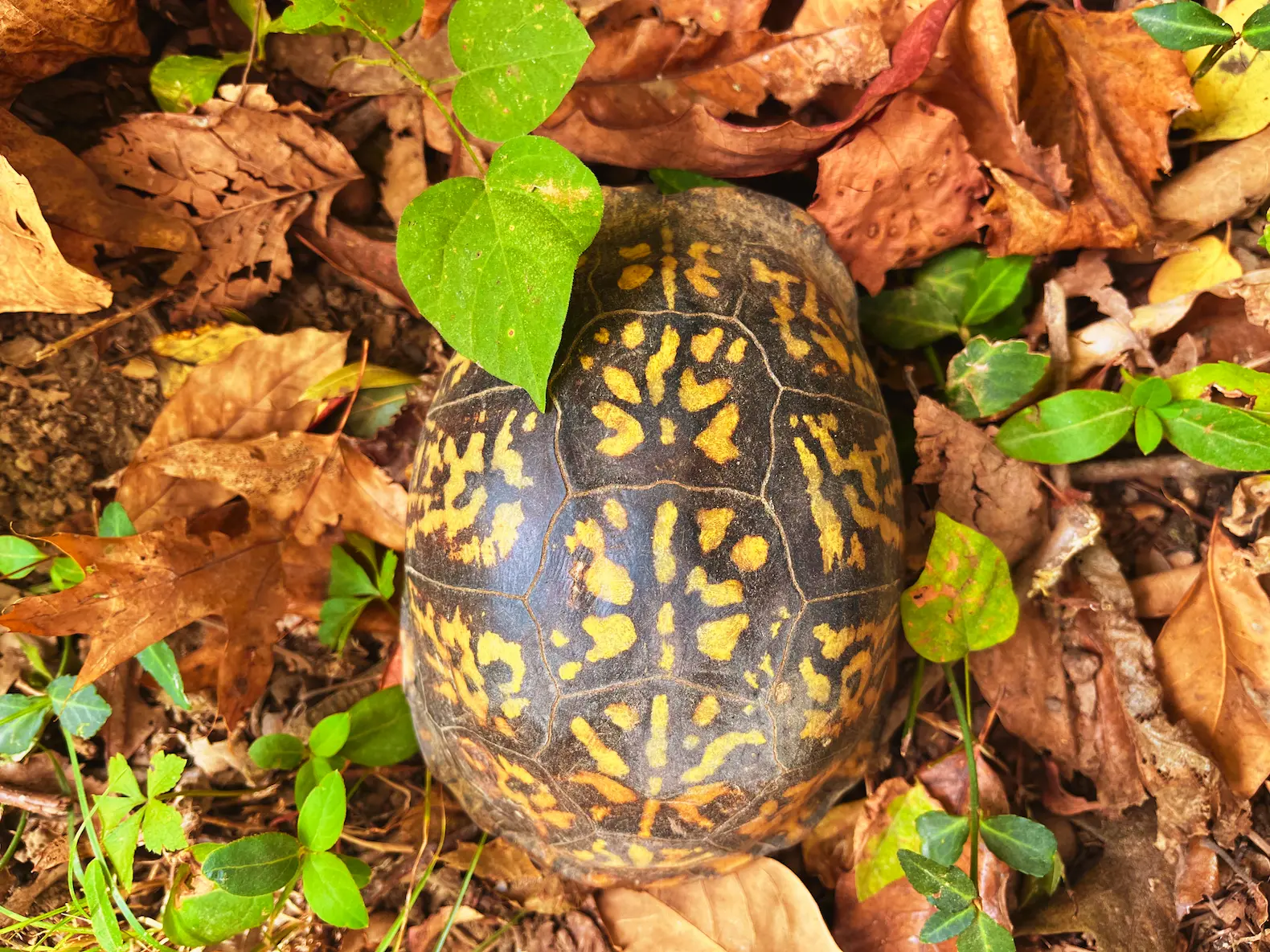 A box turtle hidden amongst the leaves A box turtle hidden amongst the leaves