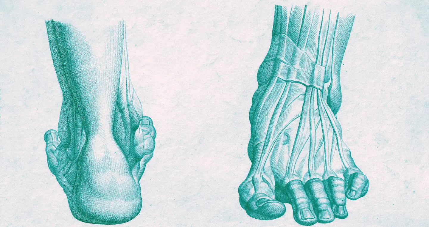 Anatomical Illustration from 1798 (also proof that feet looked weird 200 years ago) Anatomical Illustration from 1798 (also proof that feet looked weird 200 years ago)