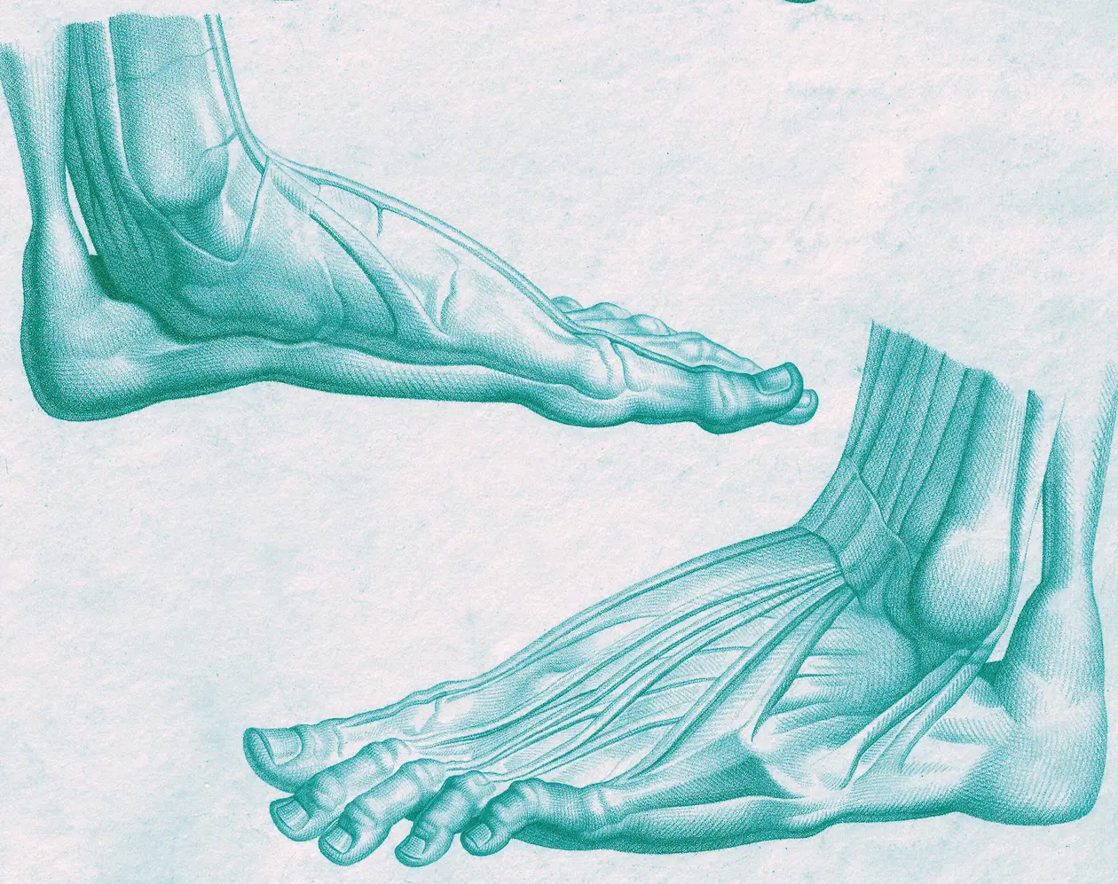 Anatomical Illustration from 1798 (feet looked weird from the side then too) Anatomical Illustration from 1798 (feet looked weird from the side then too)