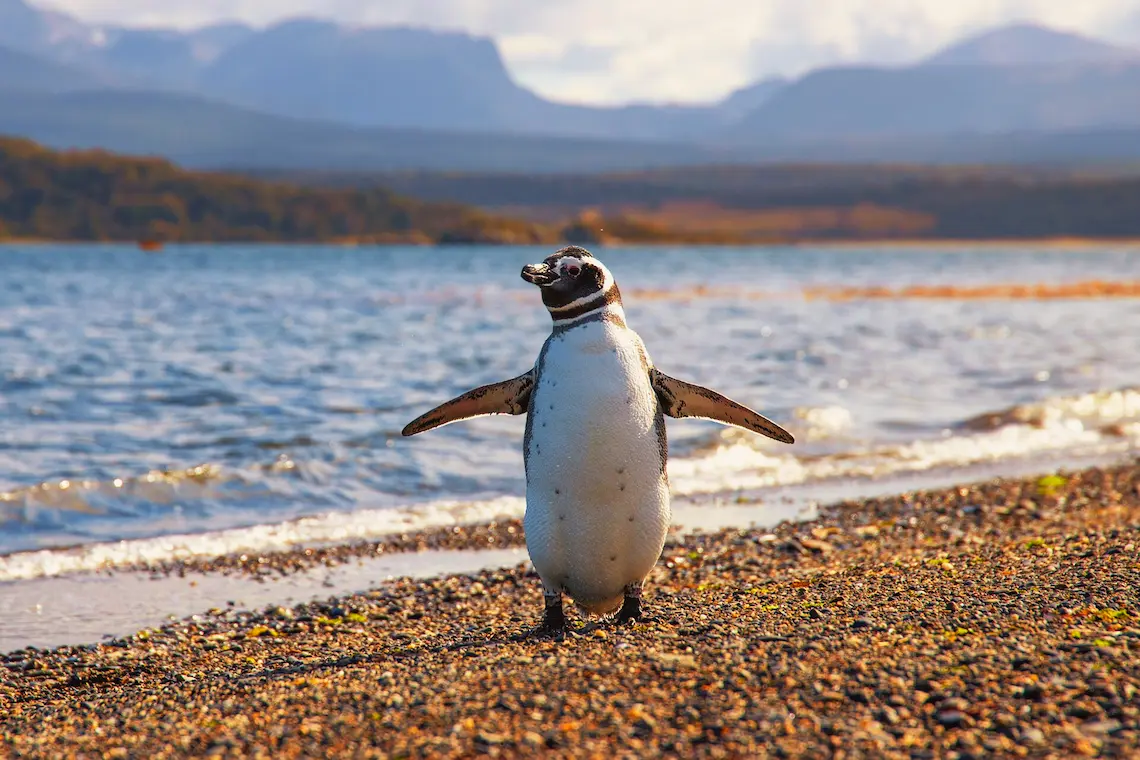 Happy feet, happy me Happy feet, happy me